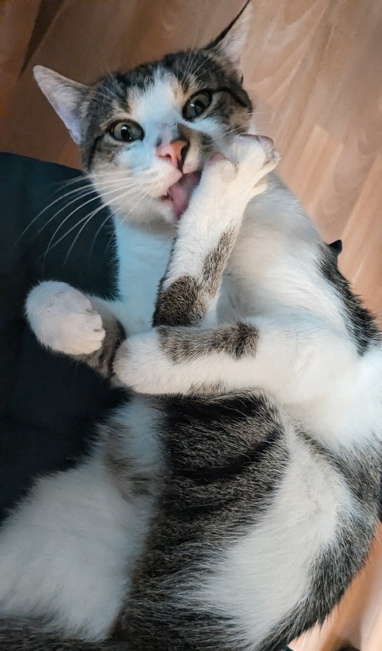 Das ist ein weiß-grauer Kater, der seinen Fuß abschleckt und zeigt wie beweglich er ist.