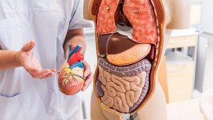 Anatomisches Modell mit herausnehmbarem Herz – Lehrmaterial im Studienschwerpunkt Gesundheit an der Ernst-Abbe-Hochschule Jena