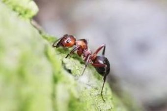 Faszination Ameisen Vortrag an der EAH Jena