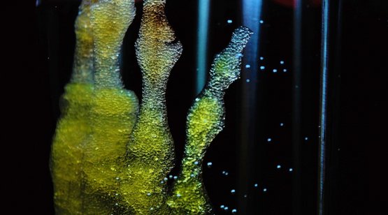 Leuchtende biologische Strukturen, die im 3D-Drucker entstanden sind