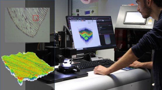 Morphologisches Tiefenprofil eines Libellenflügels aufgenommen mittels eines OCT-Systems