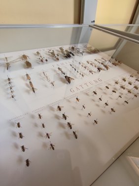 Foto vom Bienenmuseum in Weimar
