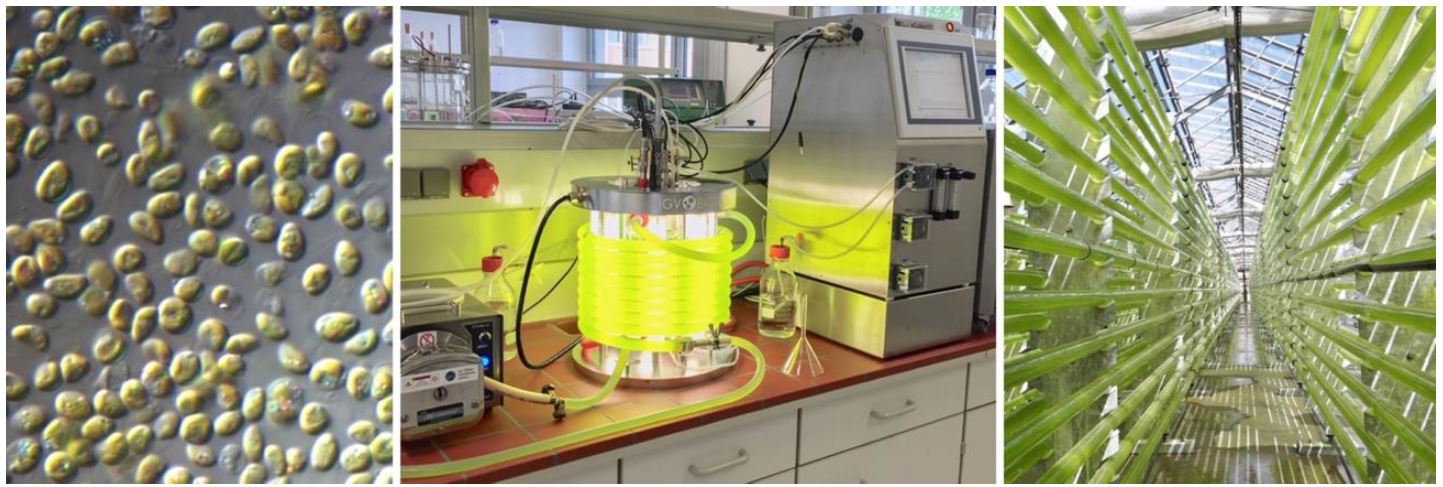 AlgaeOpt Mikroalgen, Labor-Photobioreaktor und Industrie-Photobioreaktor