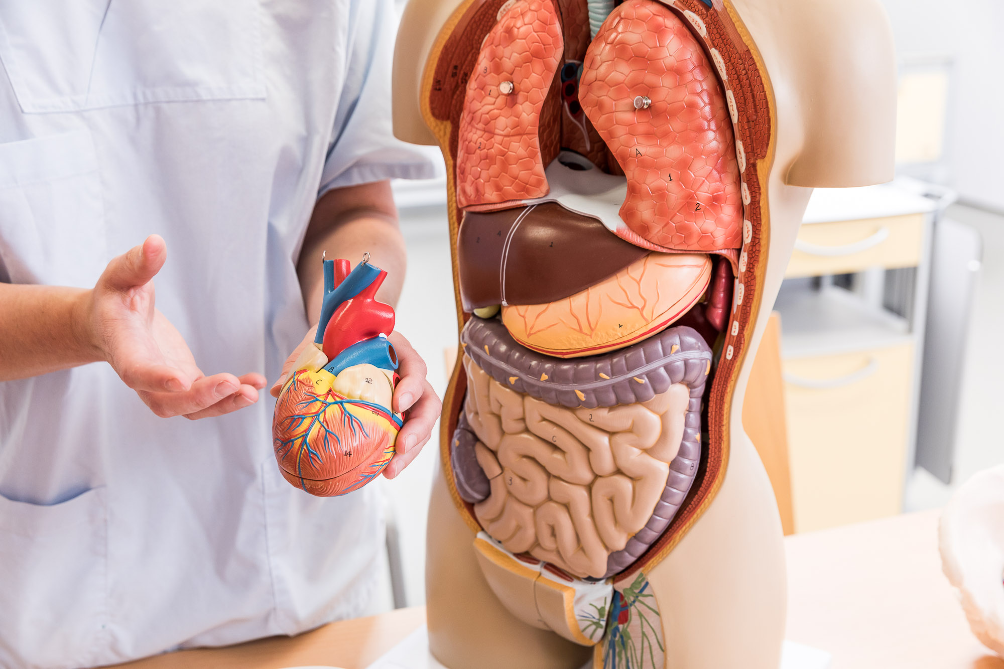 Anatomisches Modell mit herausnehmbarem Herz – Lehrmaterial im Studienschwerpunkt Gesundheit an der Ernst-Abbe-Hochschule Jena