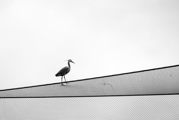 Reiher Reiher